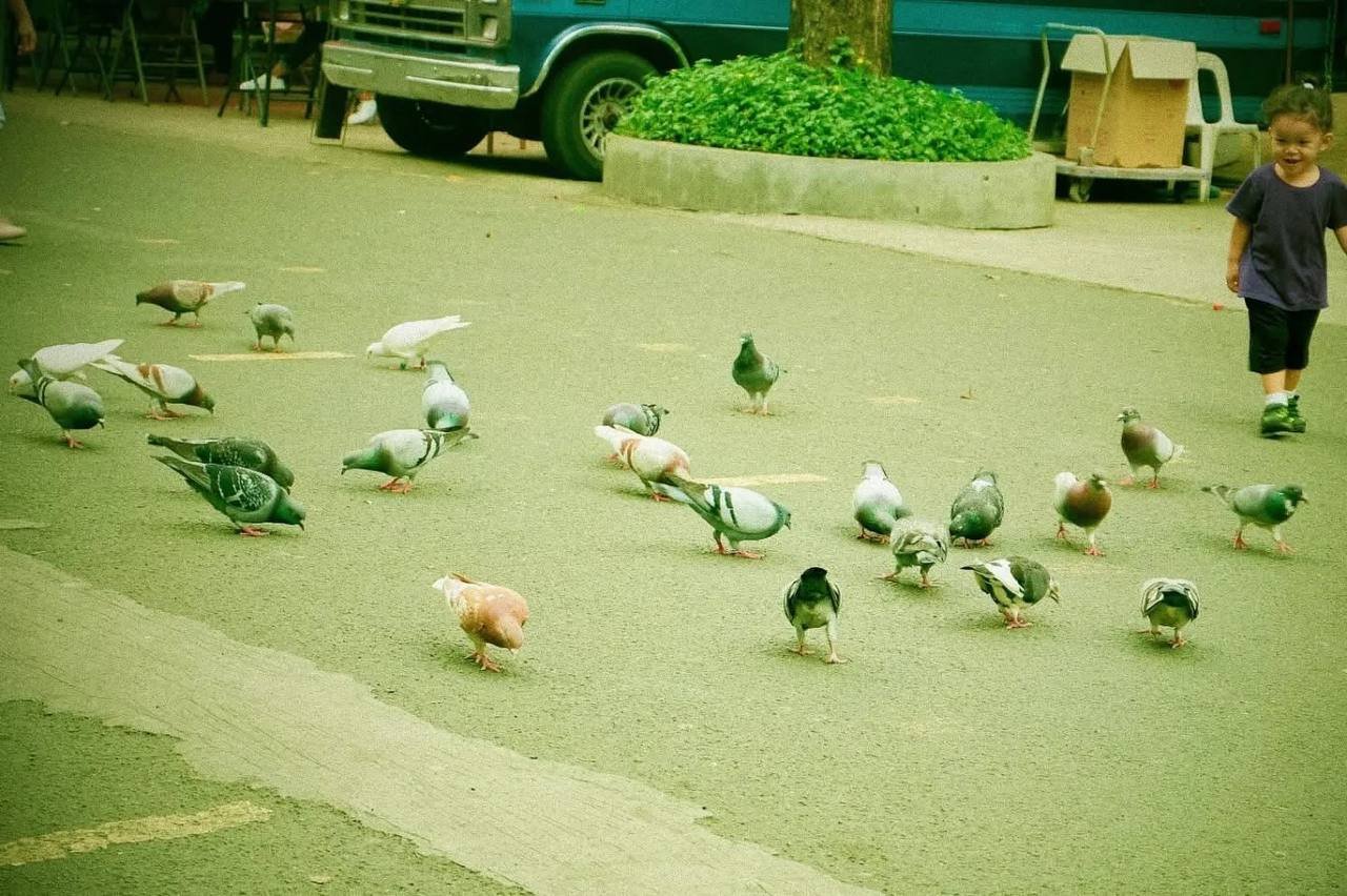 Kalapati (pigeons)