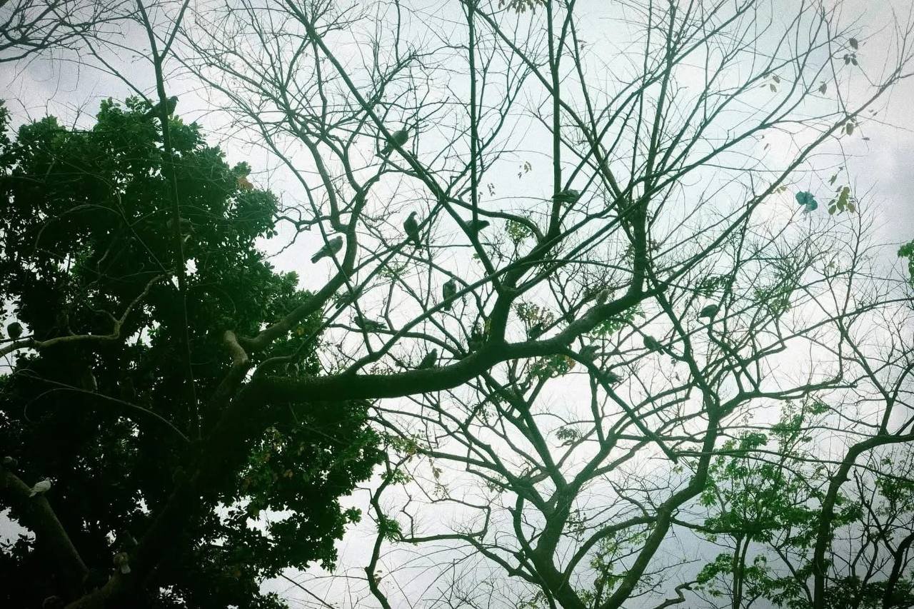 Kalapati (pigeons)